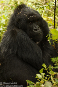 MOUNTAIN GORILLAS OF RWANDA